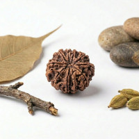 10 Mukhi Rudraksha