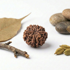 10 Mukhi Rudraksha
