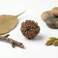 11 Mukhi Rudraksha