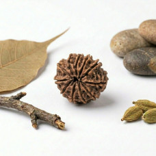 11 Mukhi Rudraksha