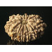 12 Mukhi Rudraksha