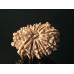 12 Mukhi Rudraksha