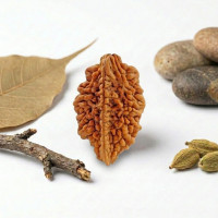 2 Mukhi Rudraksha