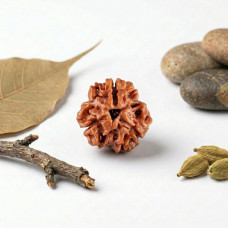 3 Mukhi Rudraksha