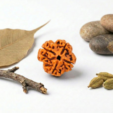 4 Mukhi Rudraksha