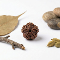 5 Mukhi Rudraksha