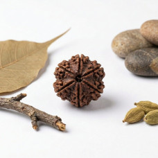 6 Mukhi Rudraksha