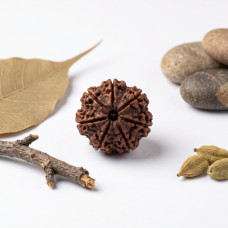 7 Mukhi Rudraksha