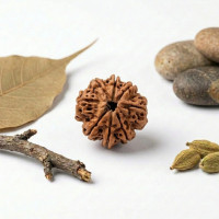 8 Mukhi Rudraksha