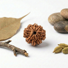 8 Mukhi Rudraksha
