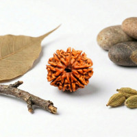 9 Mukhi Rudraksha 18-22mm