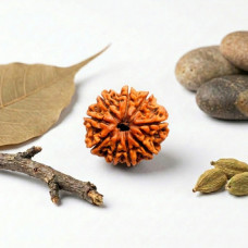 9 Mukhi Rudraksha 18-22mm