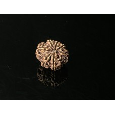 8 Mukhi Rudraksha 