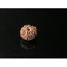 9 Mukhi Rudraksha