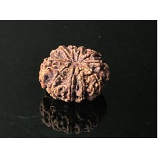 10-Mukhi Rudraksha