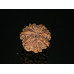 7 Mukhi Rudraksha